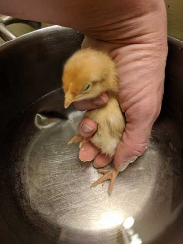 How to Treat Pasty Butt